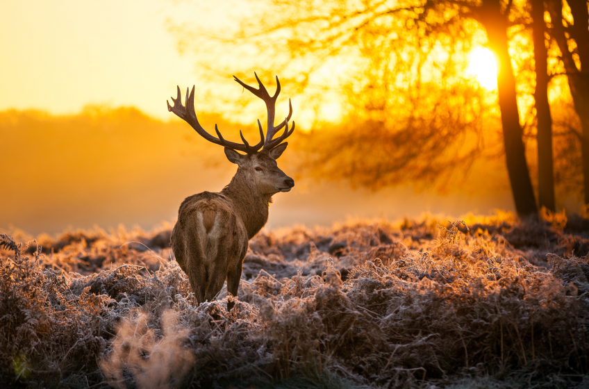 Hoge Veluwe National Park