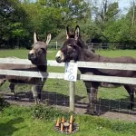 DonkeySanctuary