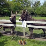 DonkeySanctuary
