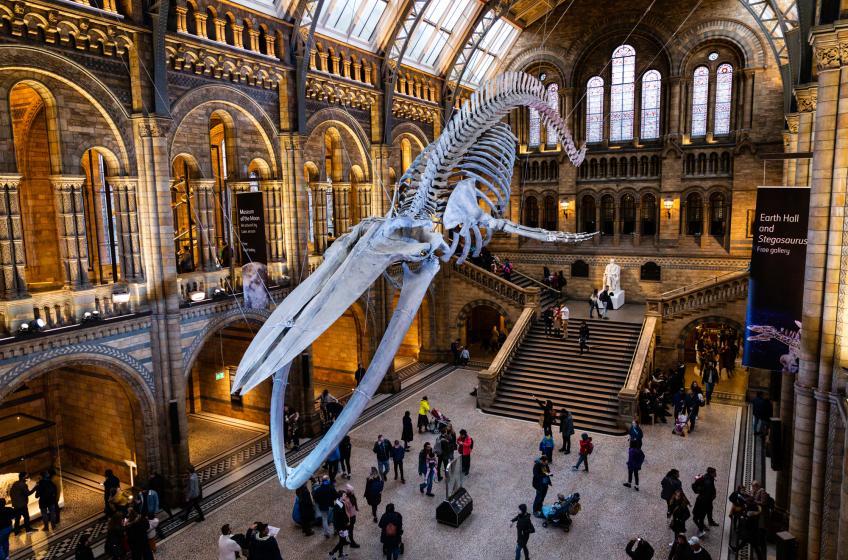 The Natural History Museum