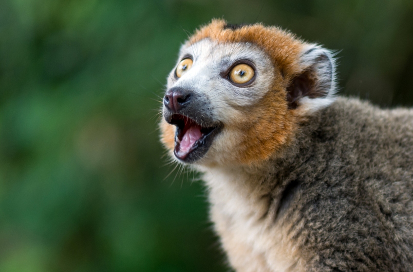 Twycross Zoo, Near Atherstone