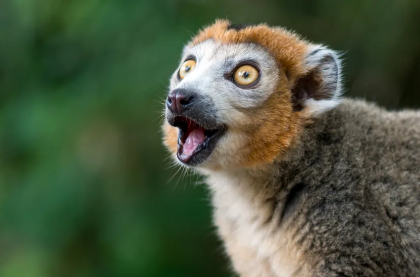 Twycross Zoo, Near Atherstone