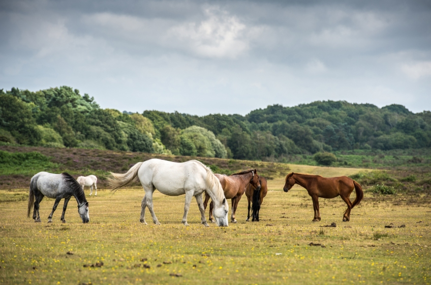 New Forest Ponies