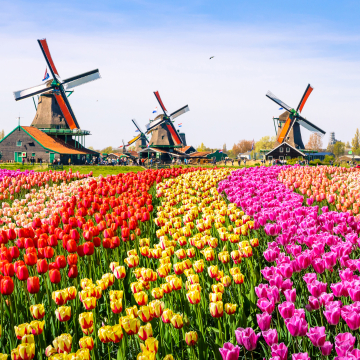 Zaanse Schaans, windmills and tulips