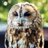 ScreechOwlSanctuary