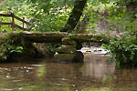 cardinham-woods.jpg