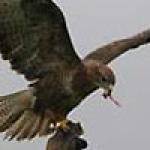 cornish-birds-of-prey.jpg