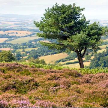 Quantock Hills
