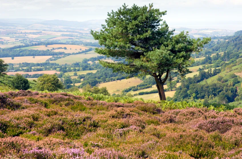 The Quantock Hills