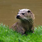 tamar-otter-sanctuary.jpg