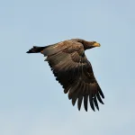 shutterstock 126847106