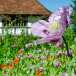 flowers that herald the arrival of spring