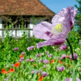 flowers that herald the arrival of spring