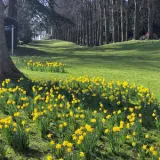 ladylucylawndaffodils