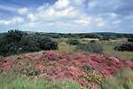 goss-moor.jpg