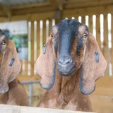 BuckleburyFarmPark