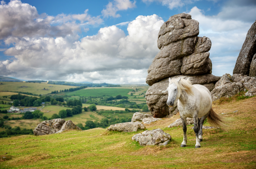 Dartmoor Pony Near Saddle Tor
