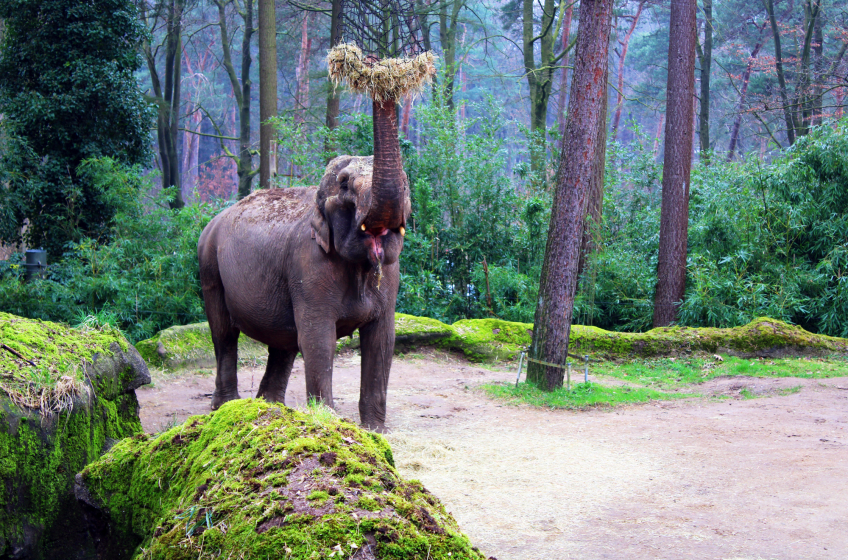 Burgers Zoo