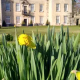 daffodilsandhouse