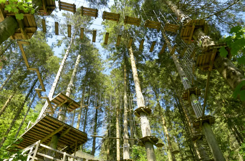 Grizedale Forest, Cumbria