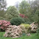 caerhays-garden.jpg