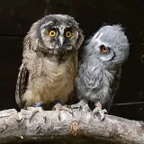 OwlCentre