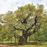SherwoodForest