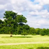 Tree 1