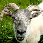 GreenDragonRareBreeds