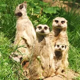 SheprethWildlife