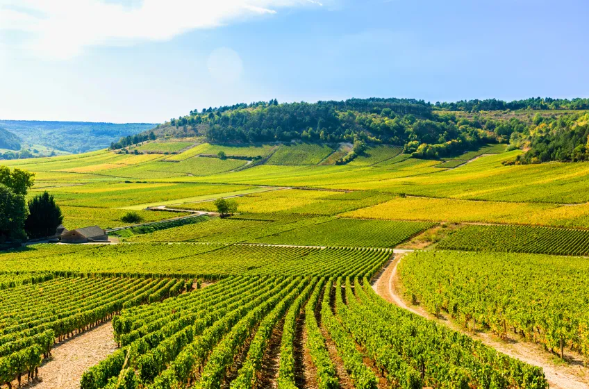 Côte-d'Or Vineyards