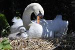 abbotsbury-swannery.jpg
