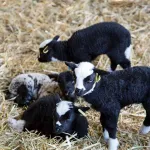 2013 03 30 Baylham Farm Shoot 7