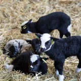 2013 03 30 Baylham Farm Shoot 7