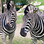 newquay-zoo.jpg