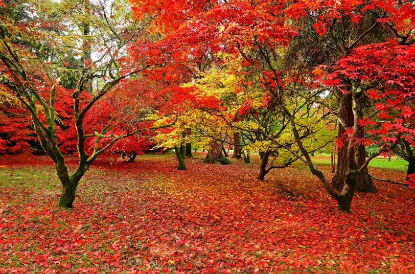 Westonbirt National Arboretum