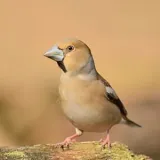 2081595 hawfinch