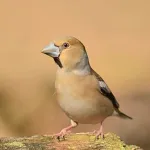 2081595 hawfinch