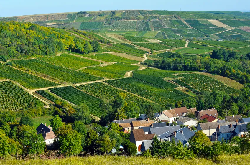 Sancerre Vineyards