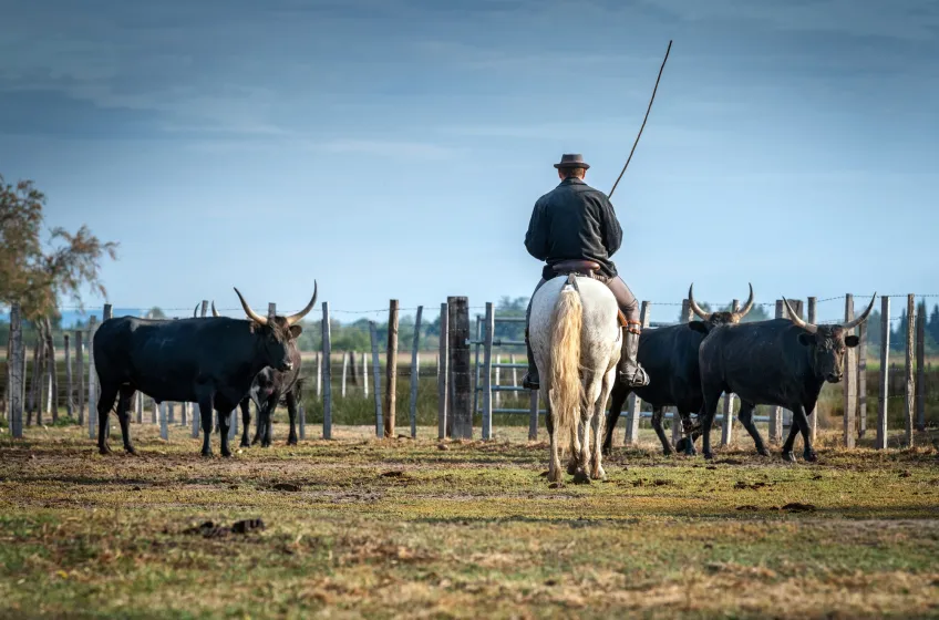 Camargue Cowboy