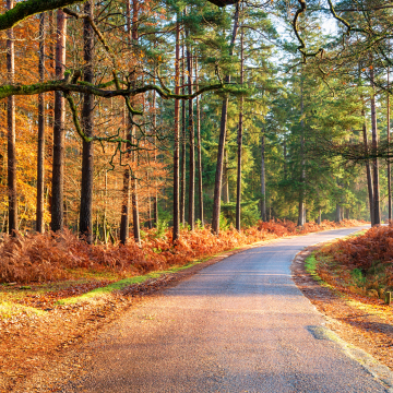 New Forest Half-Term Breaks