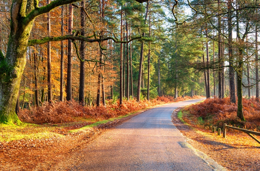 Bolderwood Arboretum, New Forest