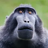 PaigntonZoo