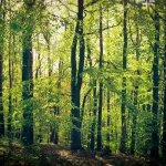 shutterstock 1408844315