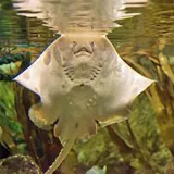 Lakes Aquarium