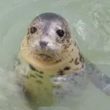 CornwallSealSanctuary