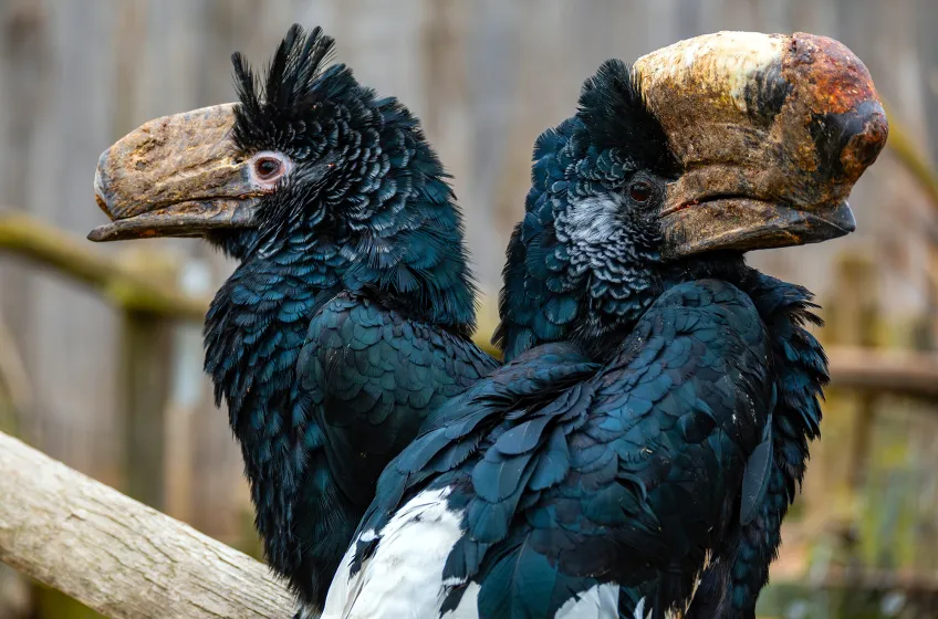 Biotropica, near Val-de-Reuil