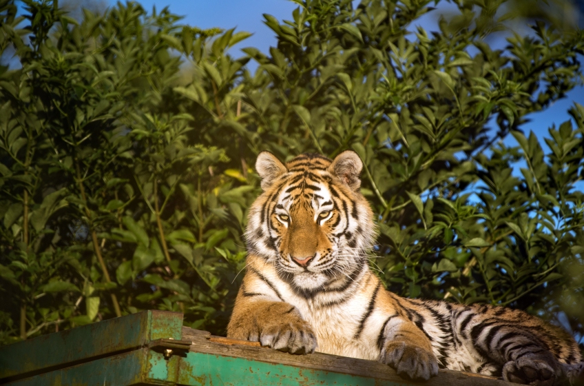 Amur Tiger at Marwell Zoo