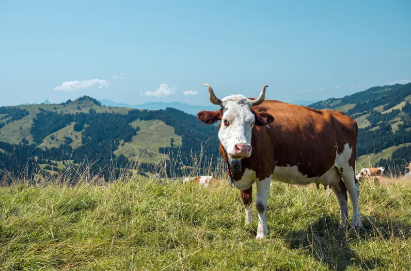 Emmental Mountain Meadow